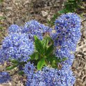 Ceanothus hybride 'Concha'